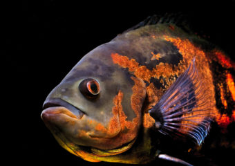 How to Get a Fish in 10 Easy (ish) Steps